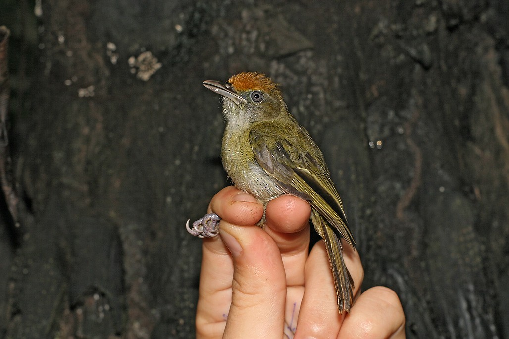 Viréon à calotte rousse (ferrugineifrons/viridior) - ML627835607