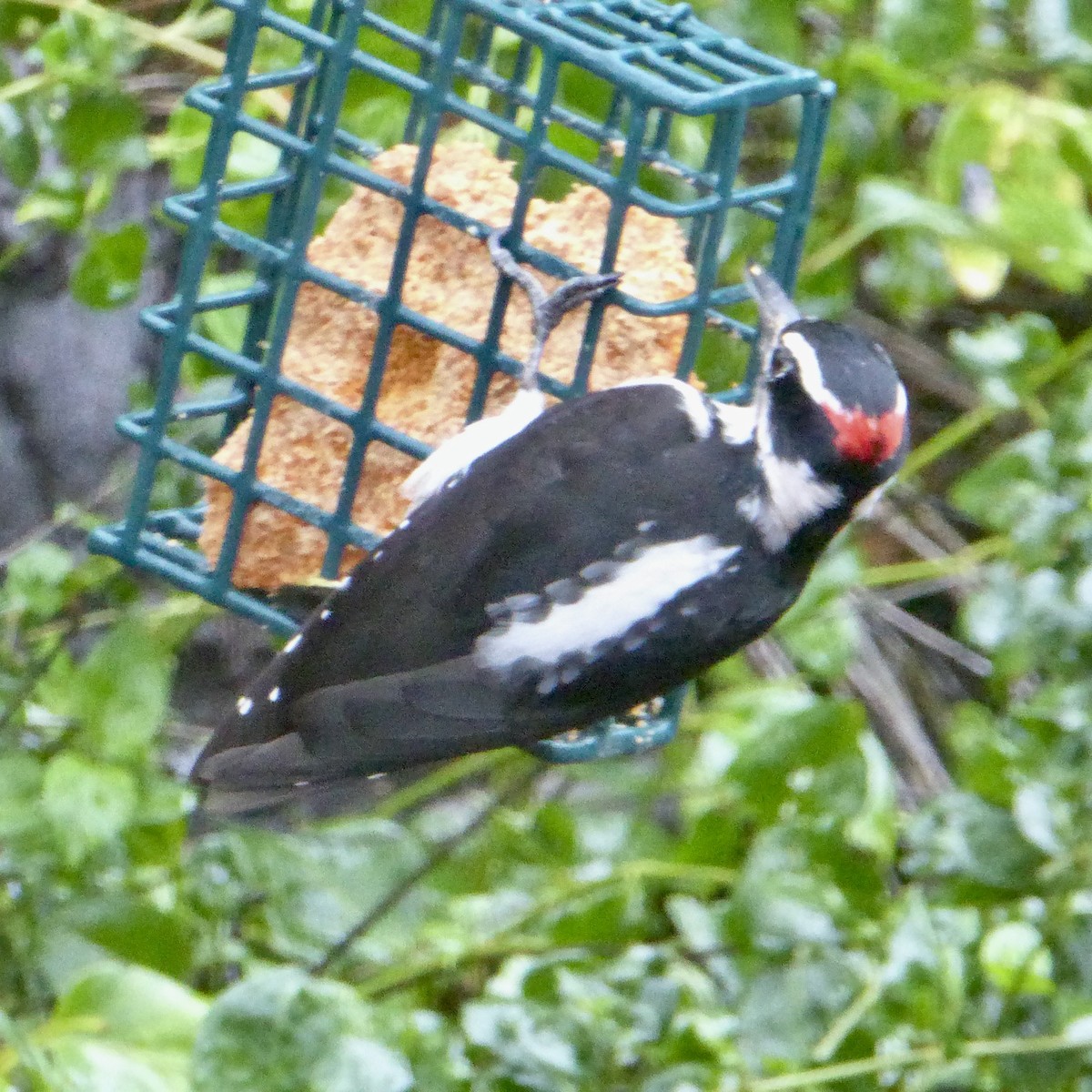 Hairy Woodpecker - ML627835613