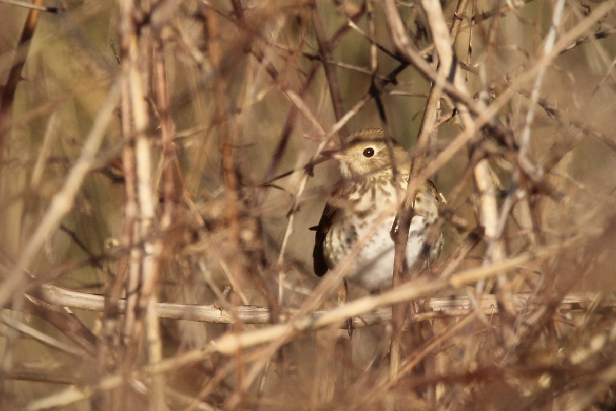 Hermit Thrush (faxoni/crymophilus) - ML627835636