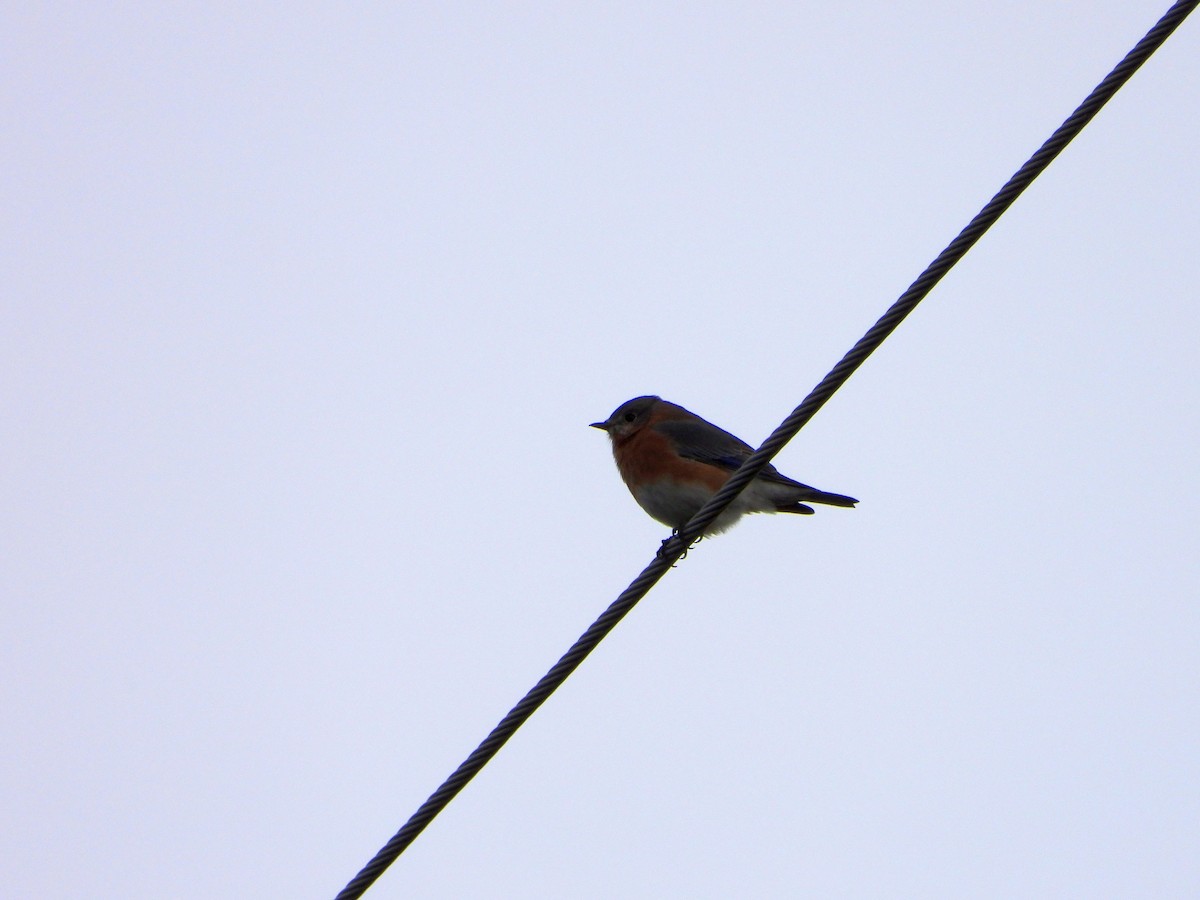 Eastern Bluebird - ML627835670