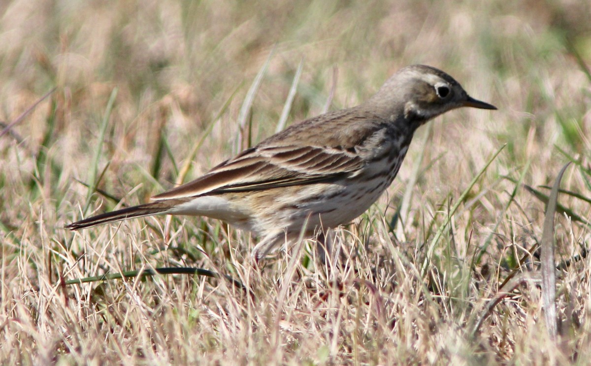 Pipit d'Amérique - ML627835694