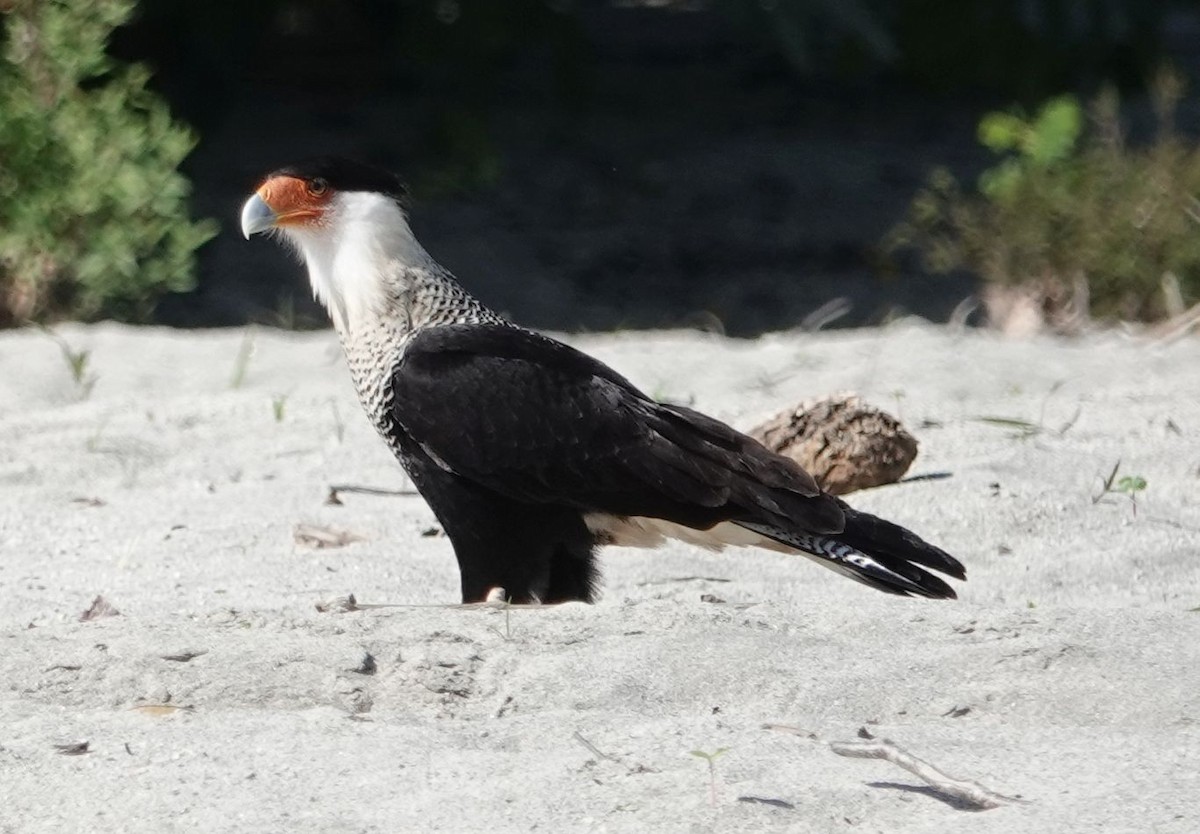 Crested Caracara - ML627835695