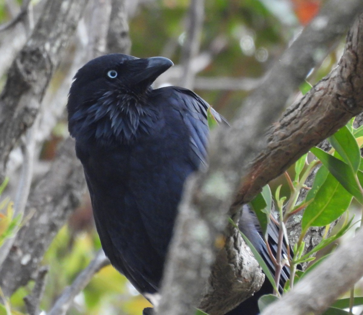 Australian Raven - ML627835698