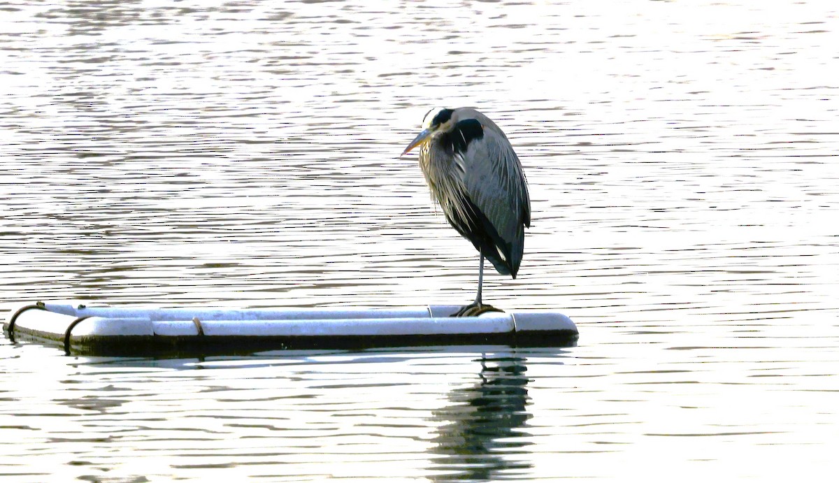 Great Blue Heron - ML627835712