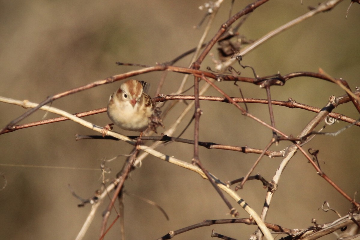 Field Sparrow - ML627835718
