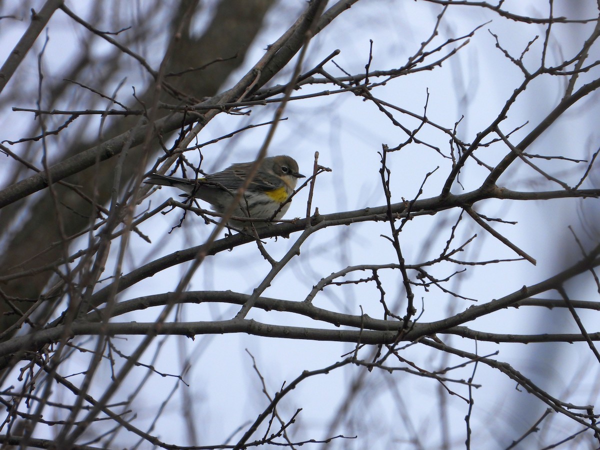 Yellow-rumped Warbler - ML627835720