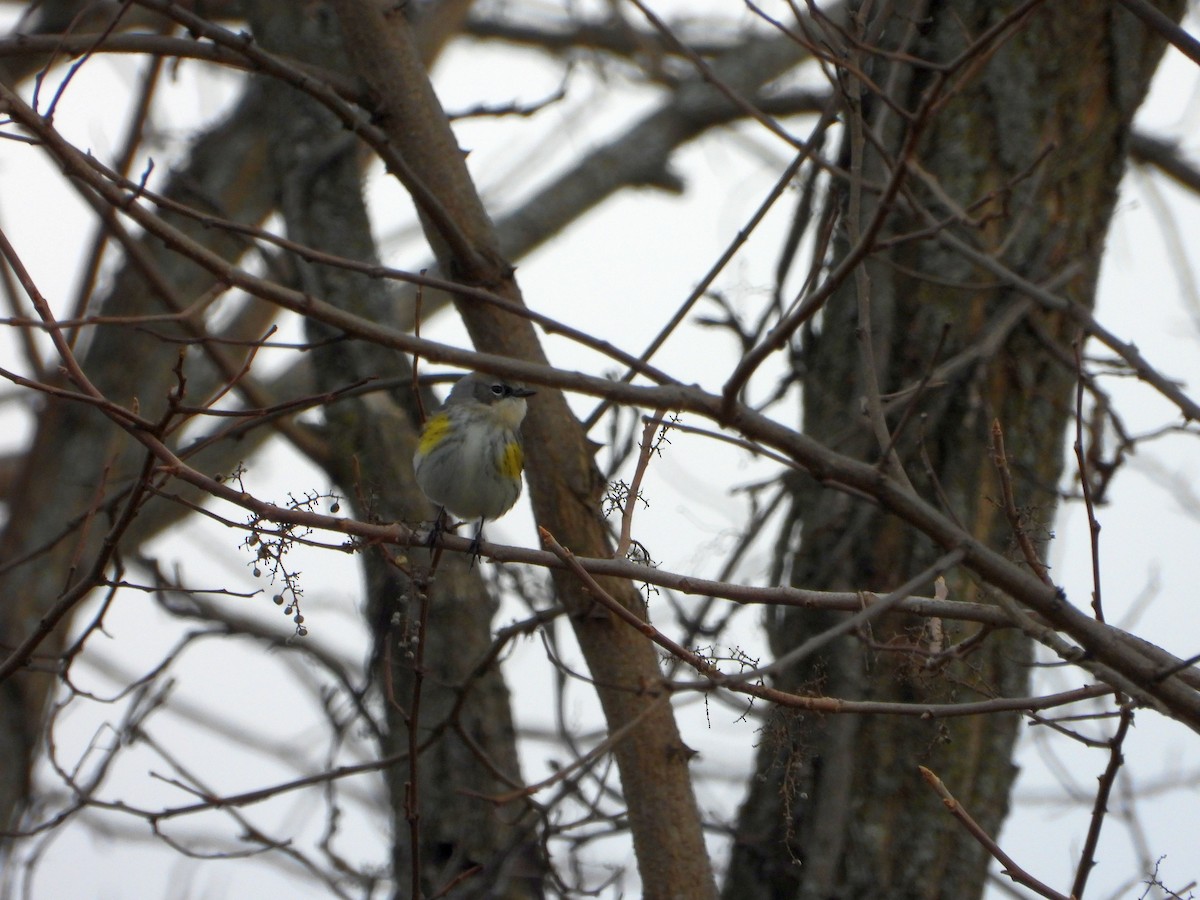 Yellow-rumped Warbler - ML627835721