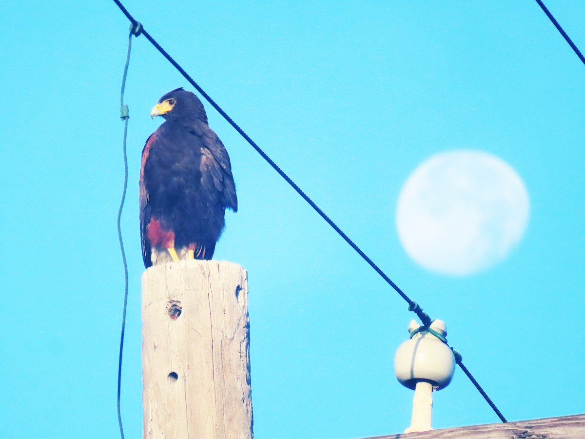 Harris's Hawk - ML627835723