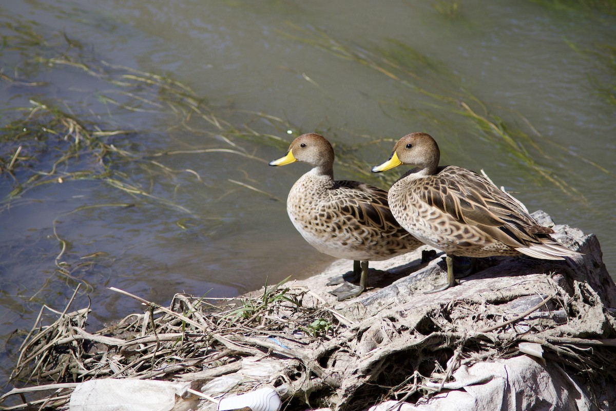 Yellow-billed Pintail - ML627835747