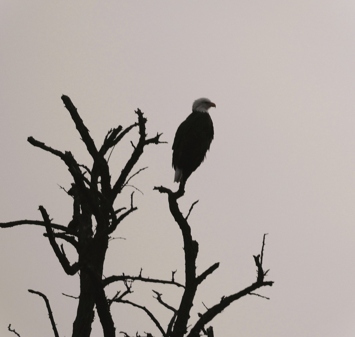 Bald Eagle - ML627835752