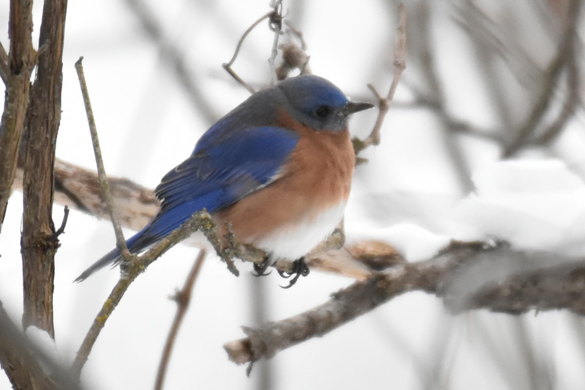 Eastern Bluebird - ML627835762