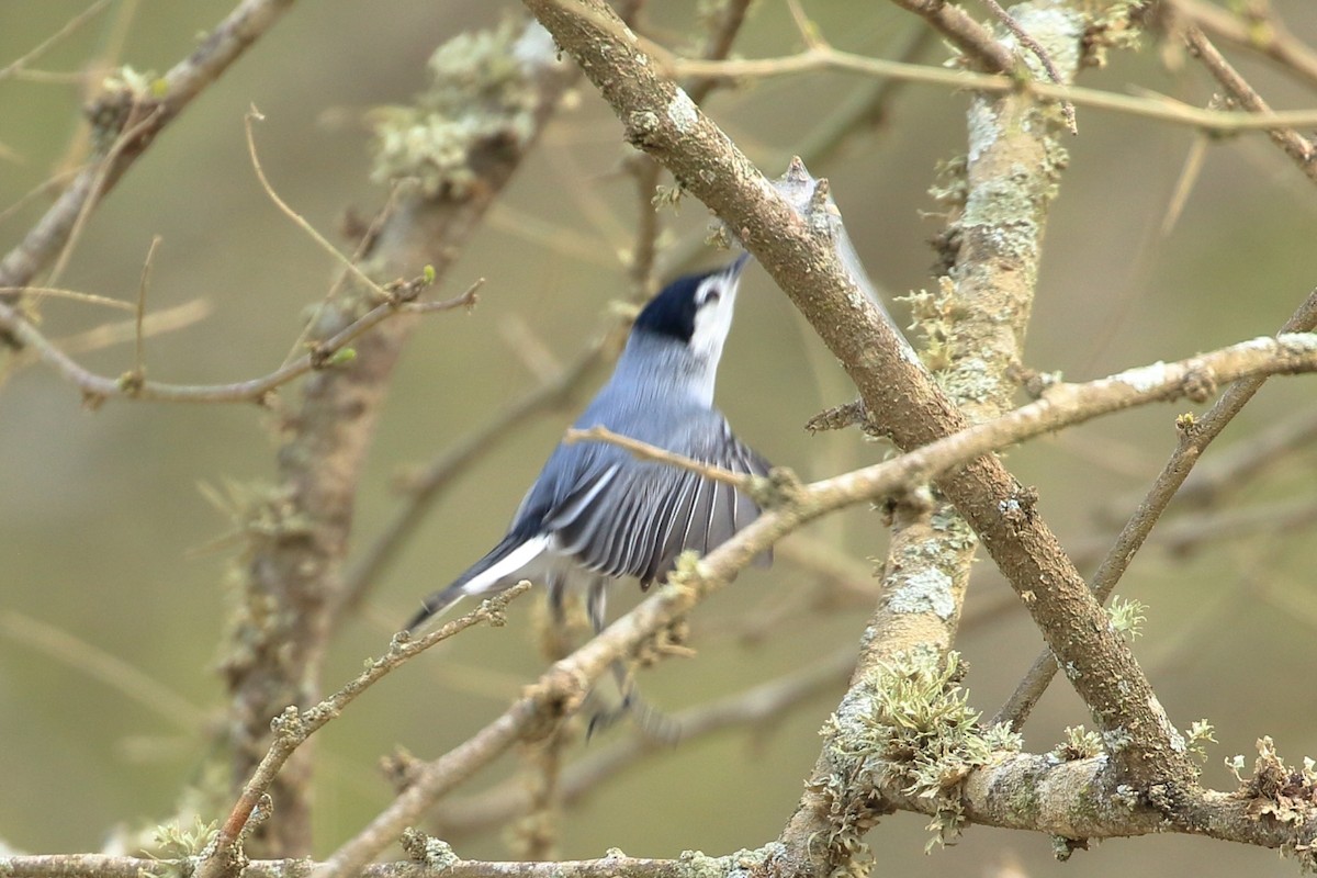 White-browed Gnatcatcher - ML627835769