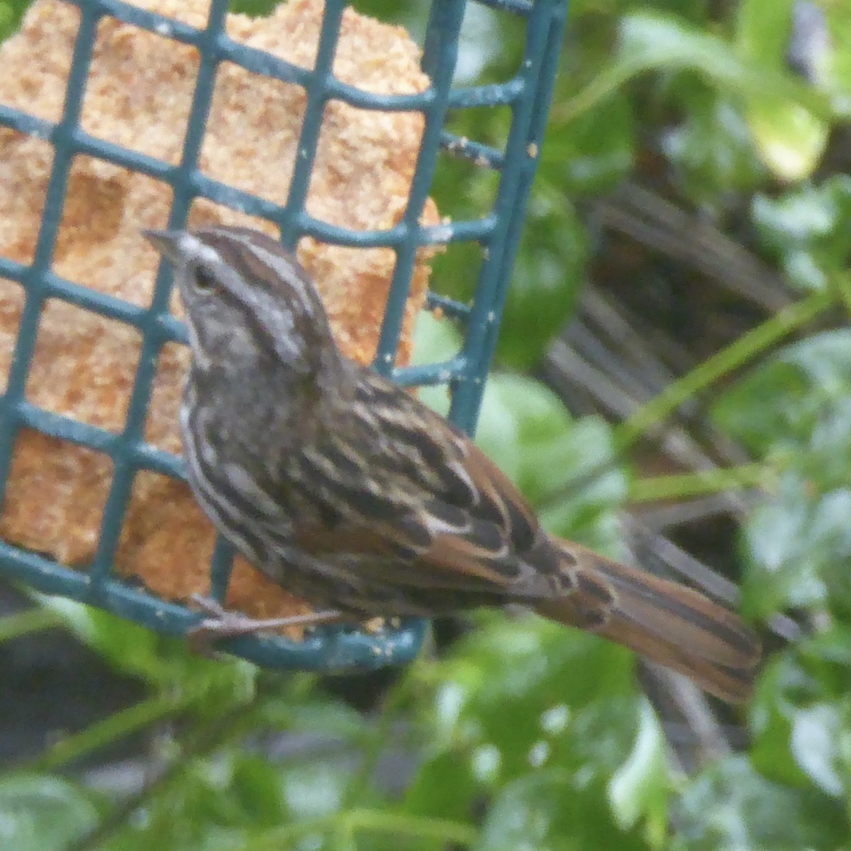 Song Sparrow - ML627835833