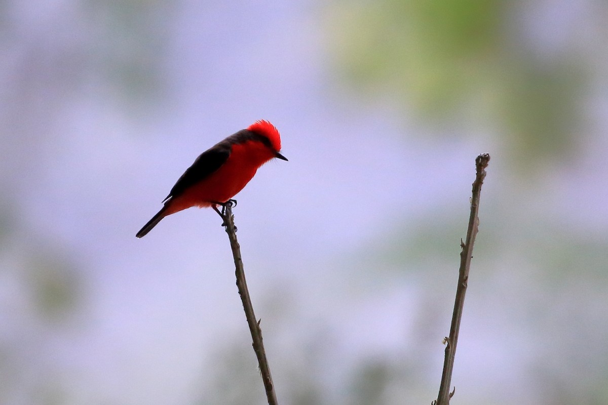 Vermilion Flycatcher - ML627835844