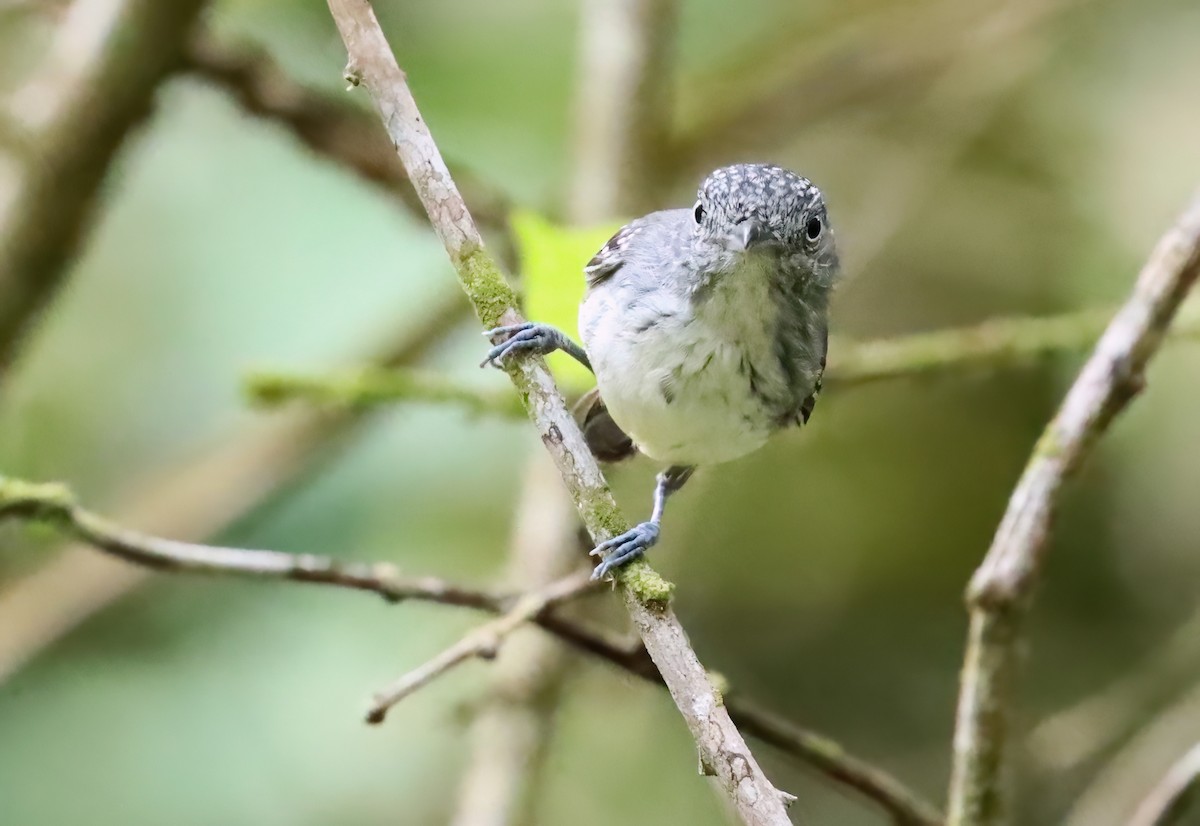 Spot-crowned Antvireo - ML627835861