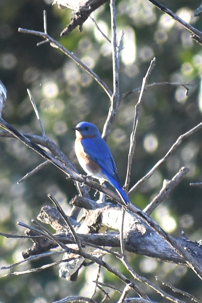 Eastern Bluebird - ML627835863