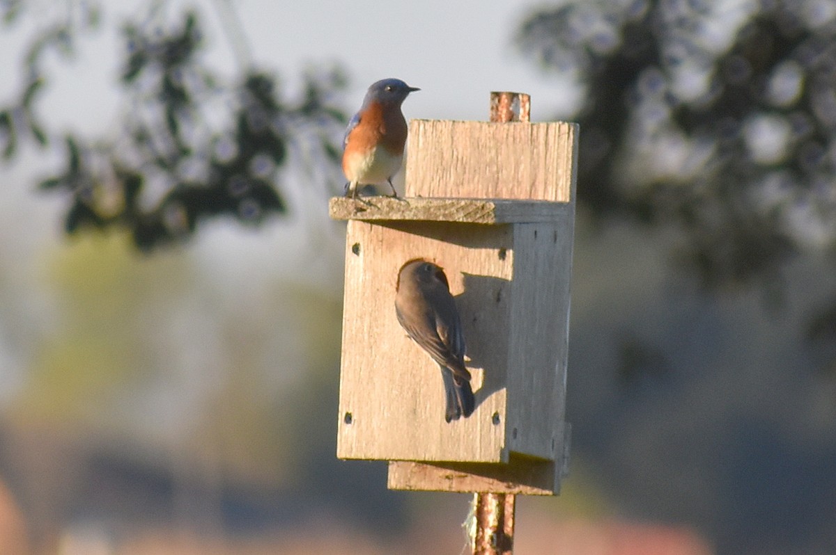 Eastern Bluebird - ML627835864