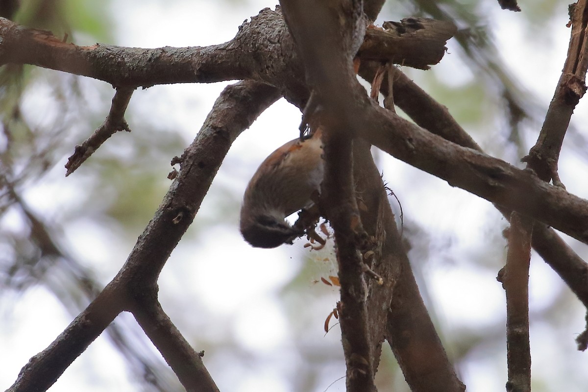 Necklaced Spinetail - ML627835880