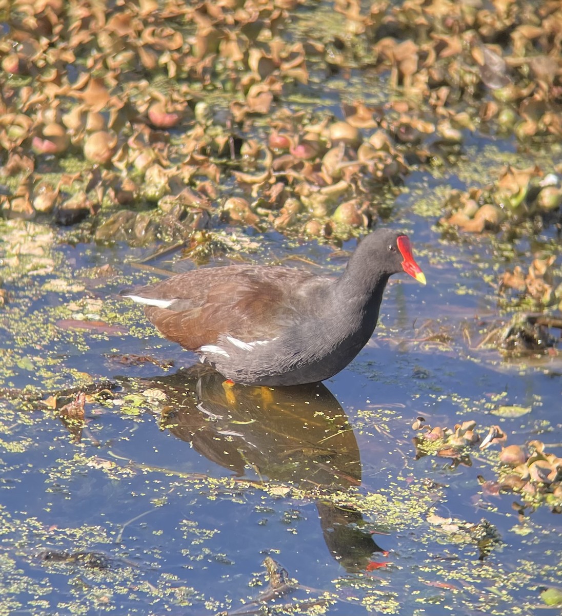 Common Gallinule - ML627835896