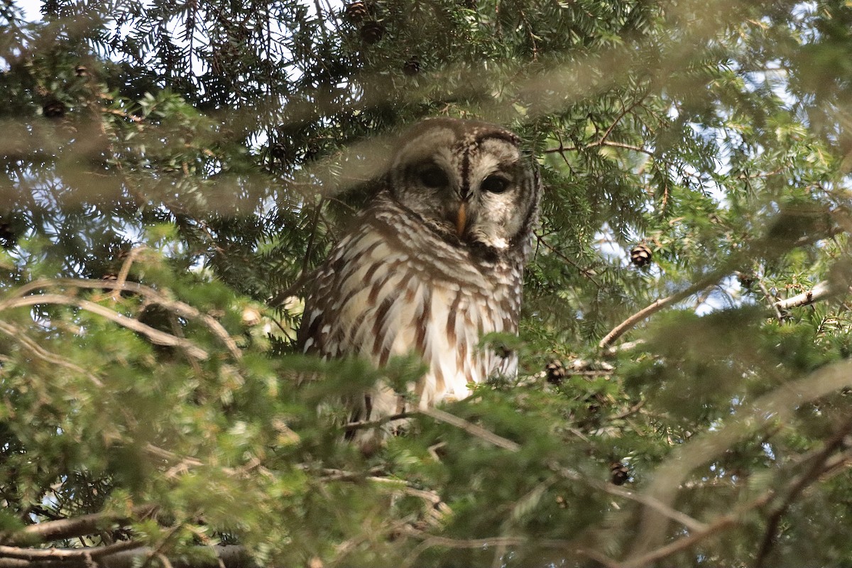 Barred Owl - ML627835900