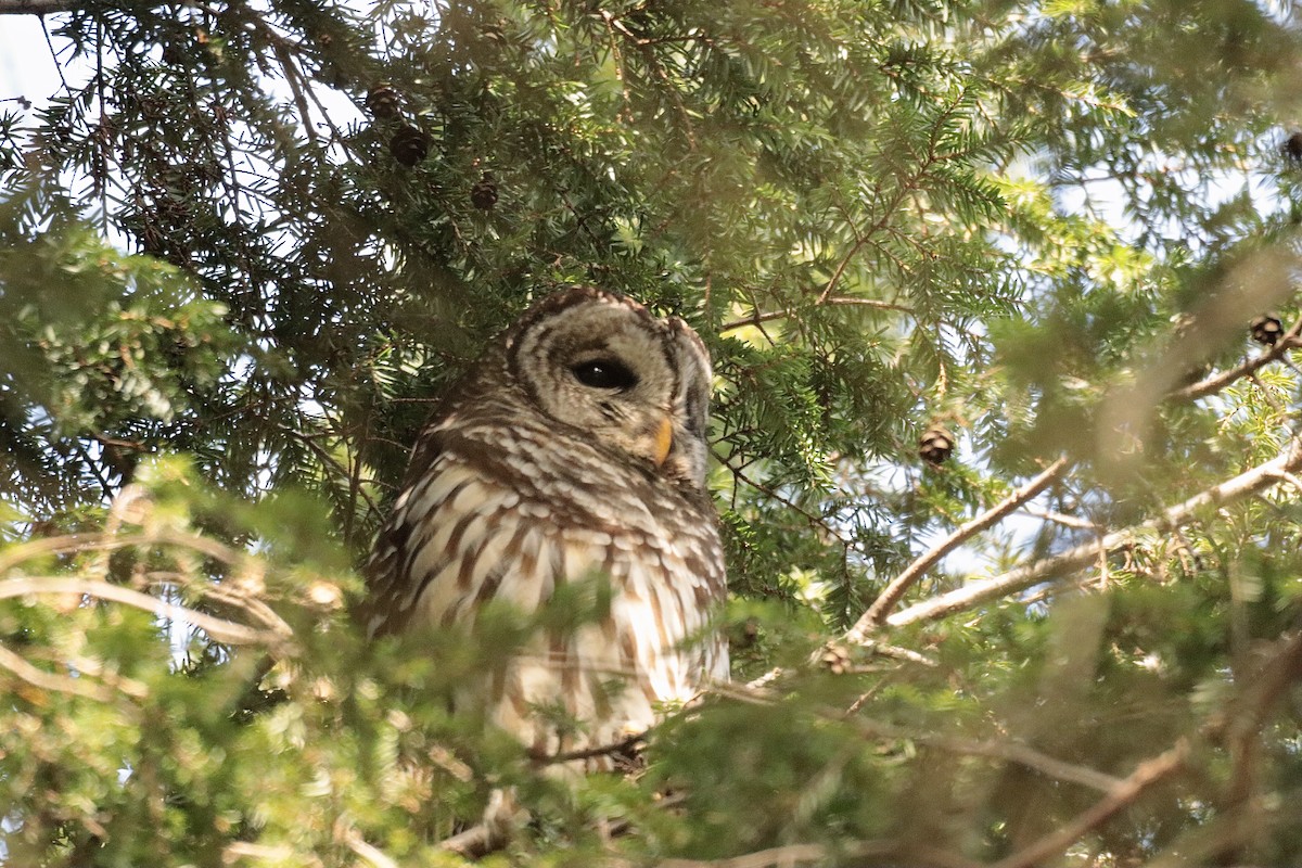 Barred Owl - ML627835901