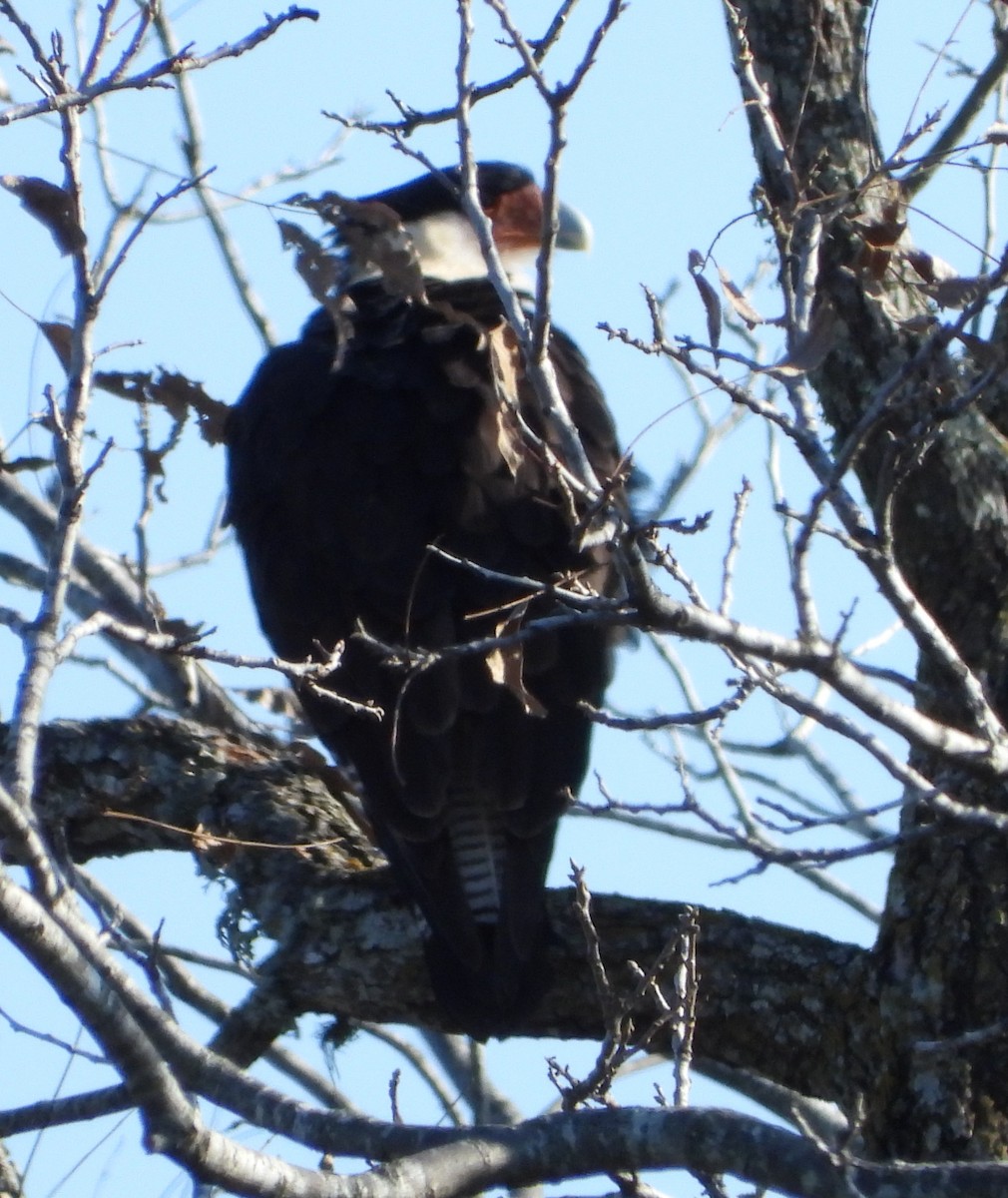 Crested Caracara - ML627835914