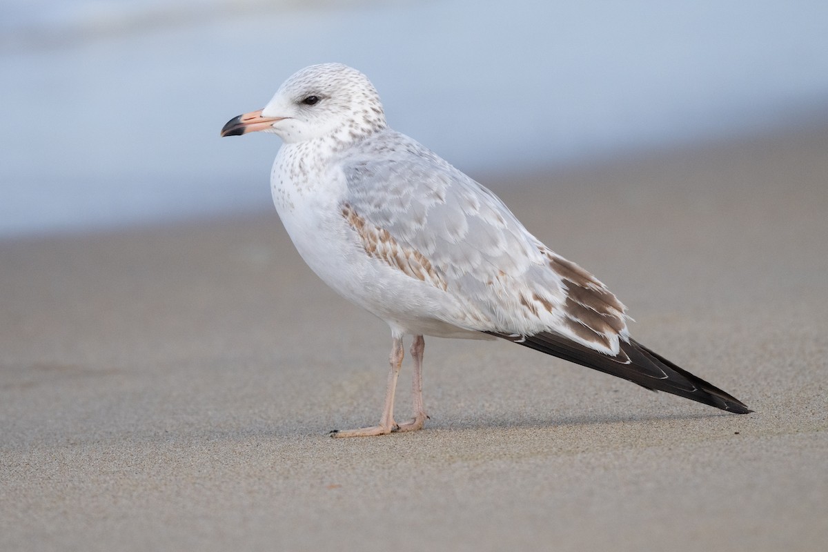 Ring-billed Gull - ML627835915