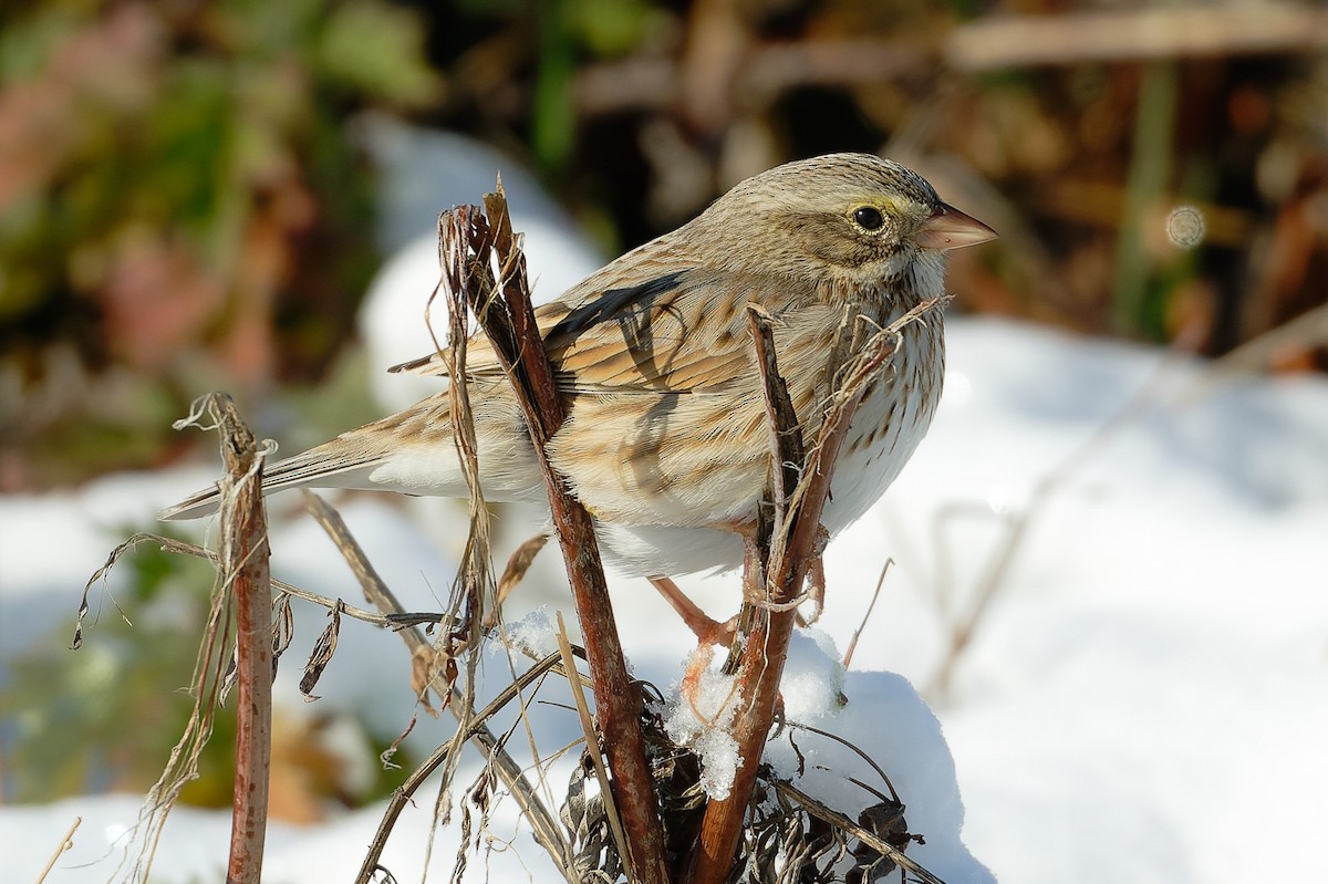 Savannah Sparrow (Ipswich) - ML627835934