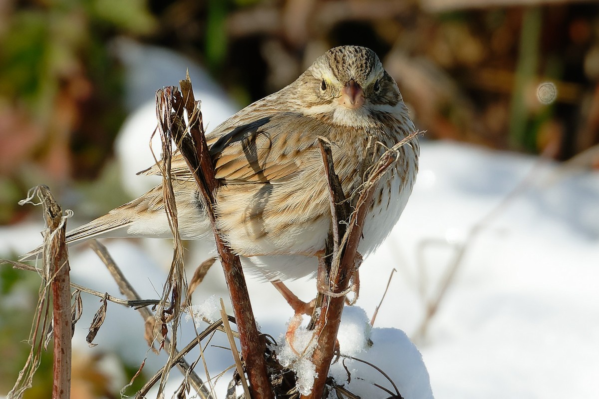 Savannah Sparrow (Ipswich) - ML627835937