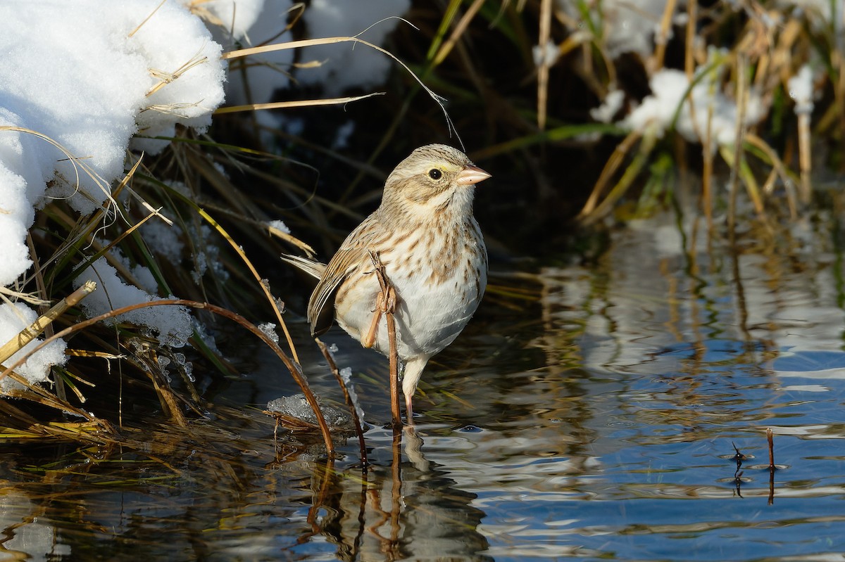 Savannah Sparrow (Ipswich) - ML627835942