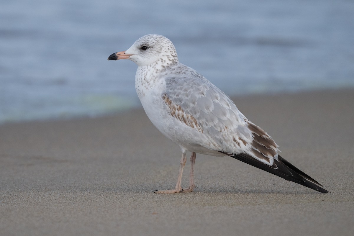 Ring-billed Gull - ML627835944