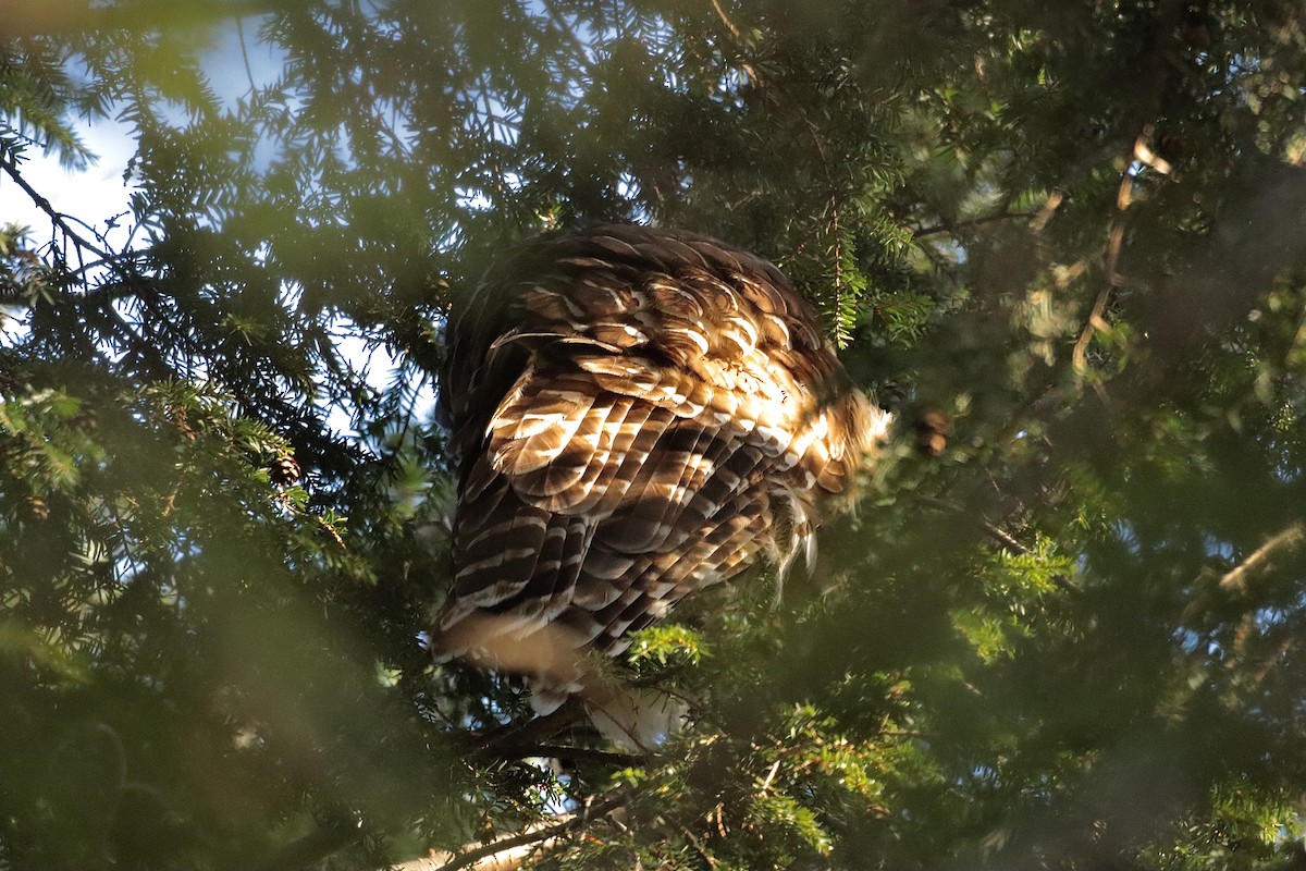 Barred Owl - ML627835947