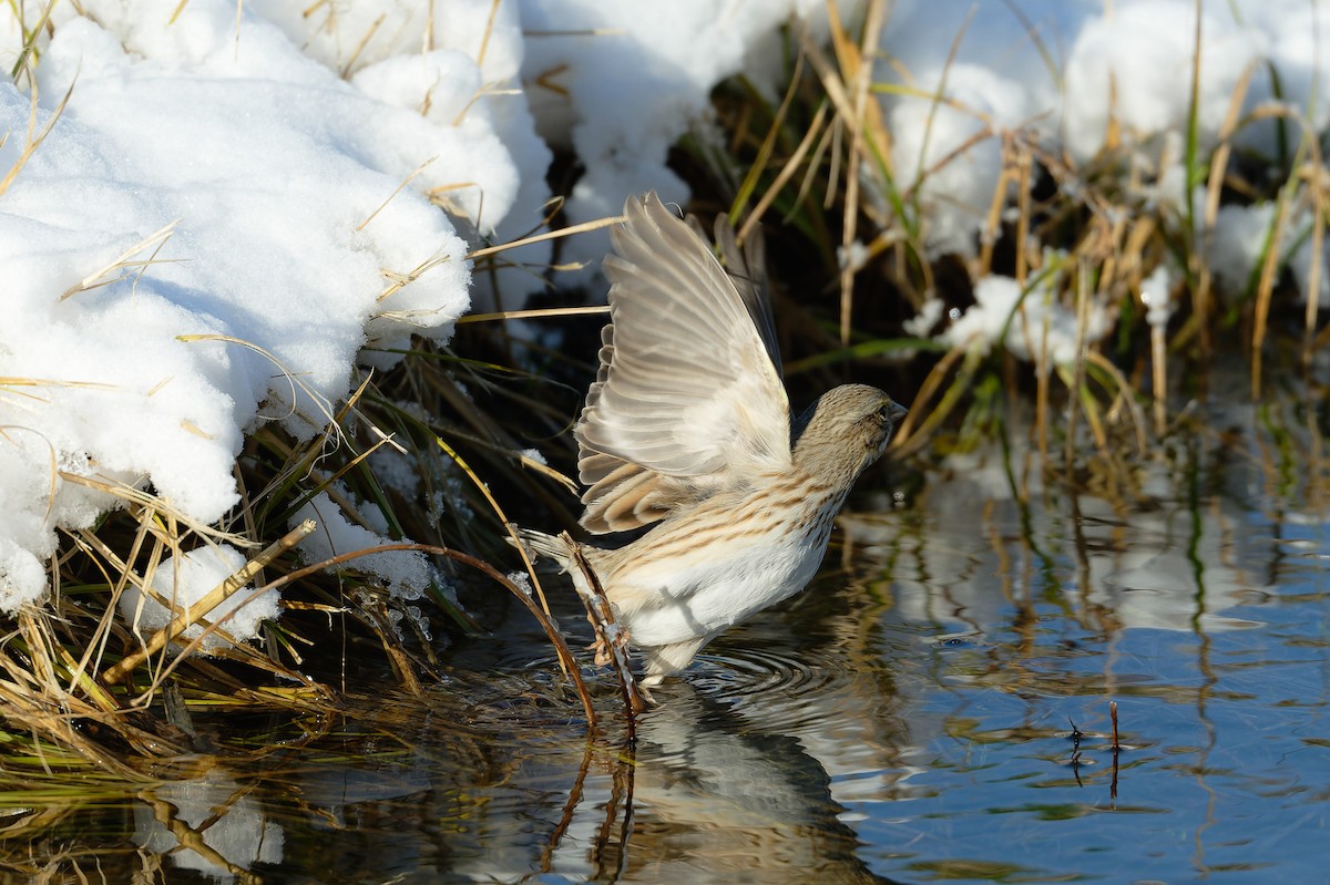 Savannah Sparrow (Ipswich) - ML627835949