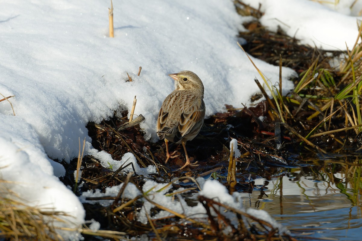 Savannah Sparrow (Ipswich) - ML627835955