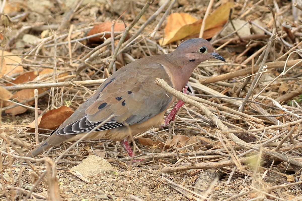 Eared Dove - ML627835966