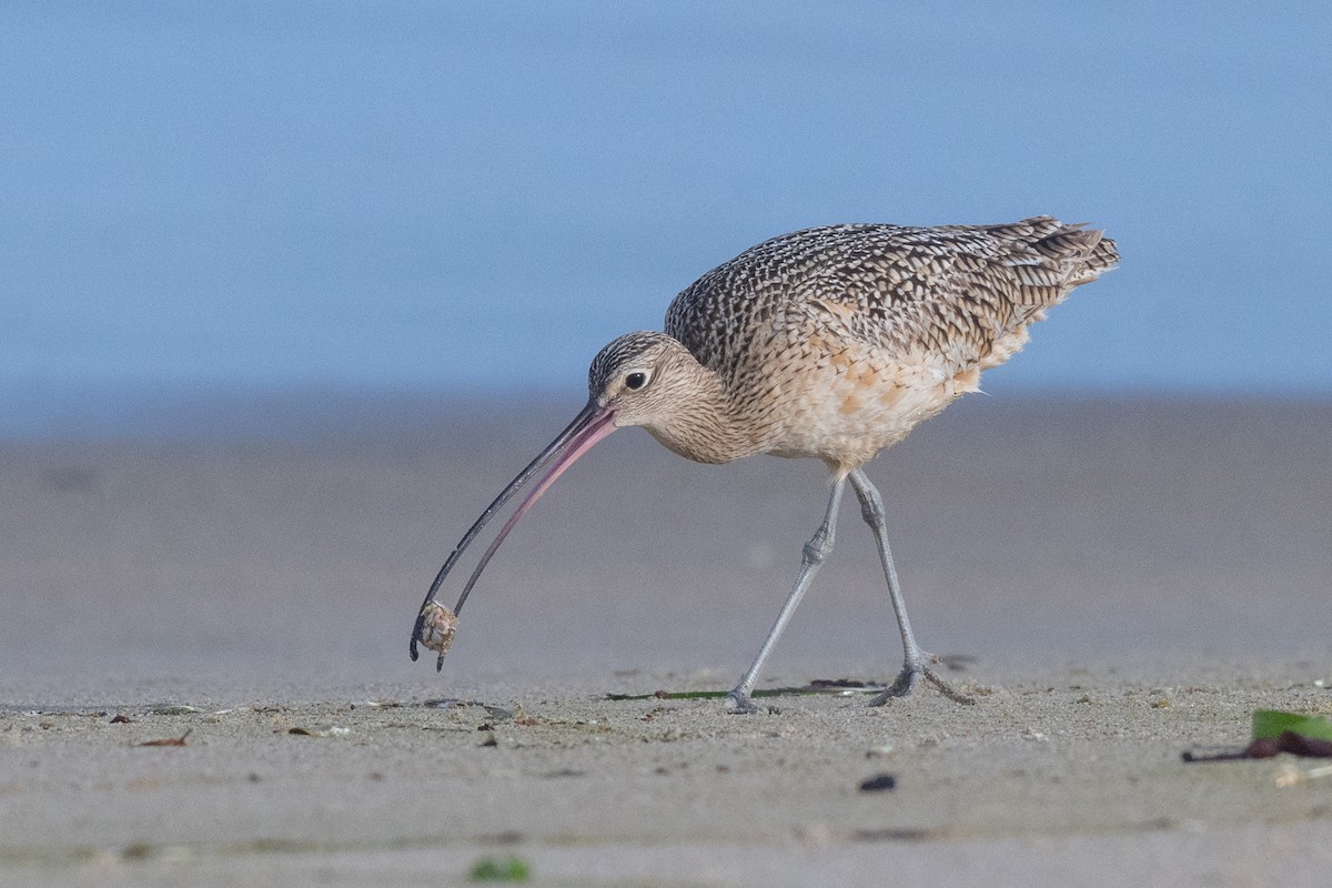 Long-billed Curlew - ML627835968