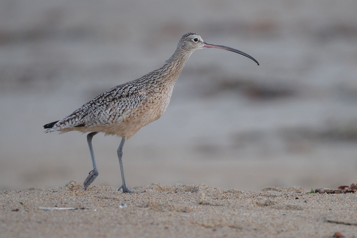 Long-billed Curlew - ML627835976