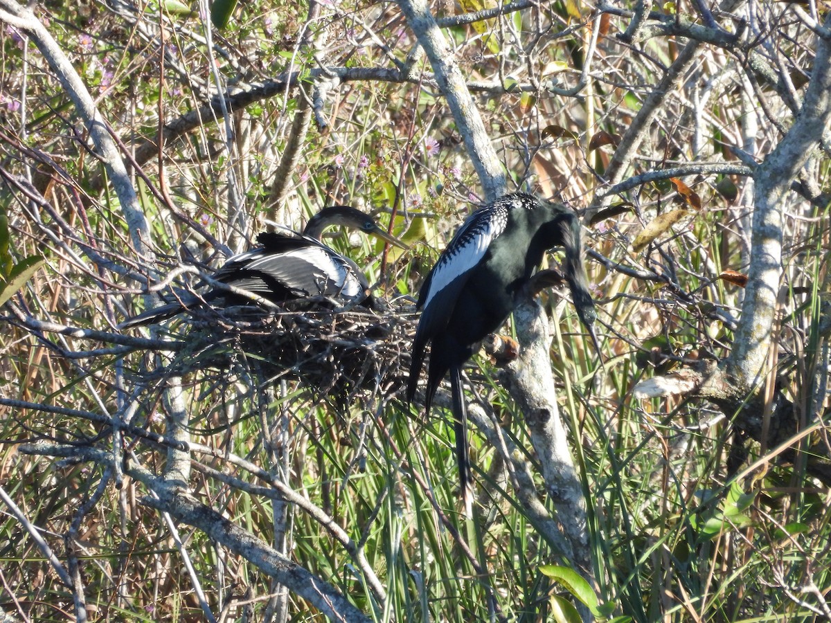 Anhinga - ML627835982