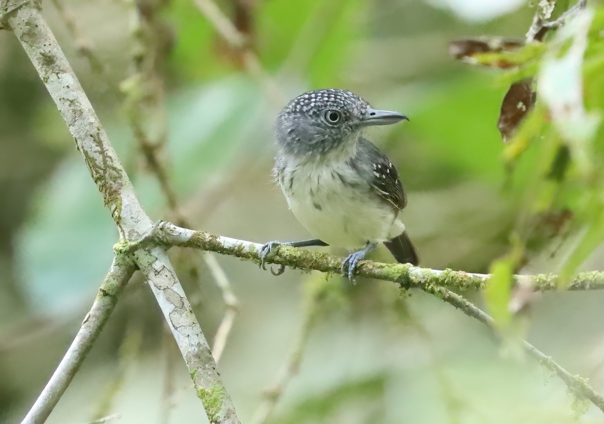 Spot-crowned Antvireo - ML627835984