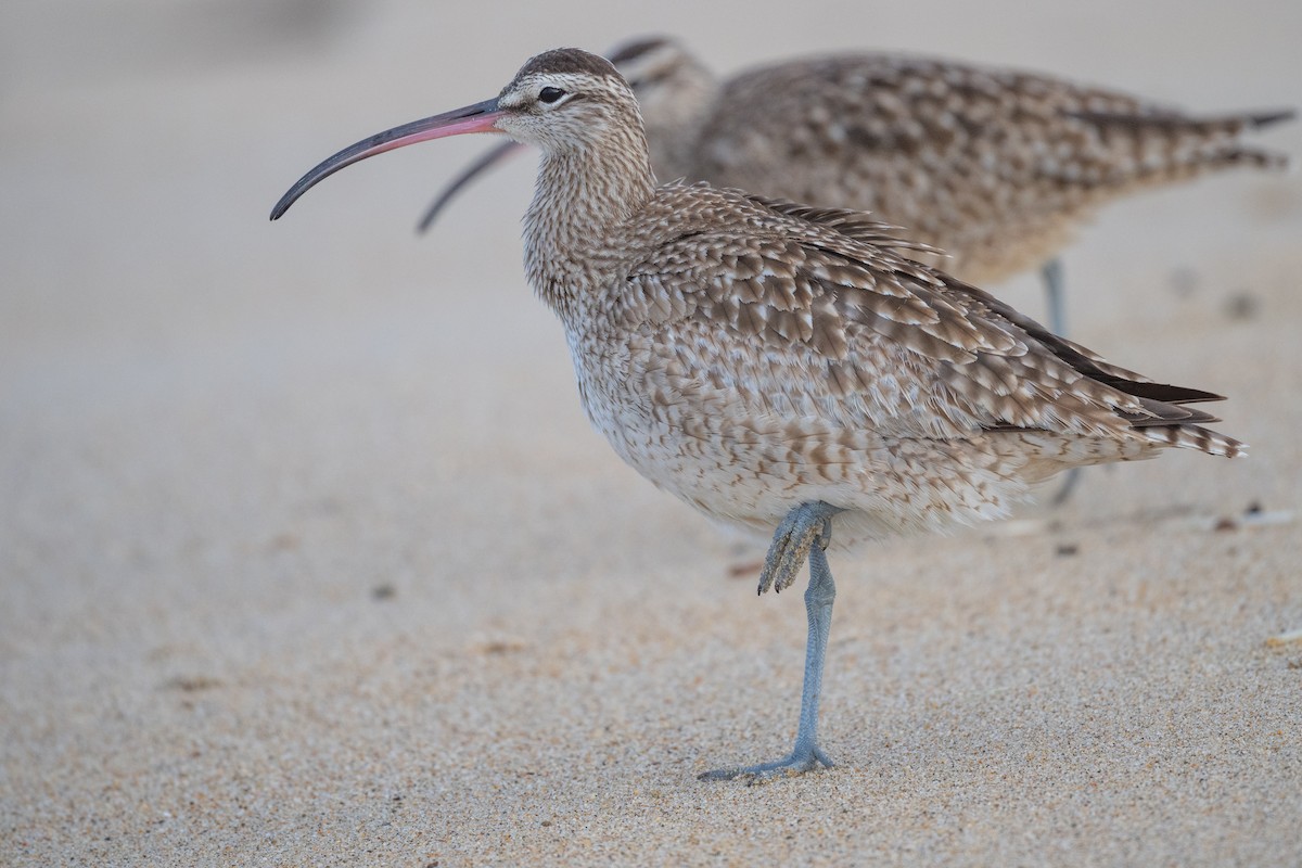 Whimbrel (Hudsonian) - ML627835998