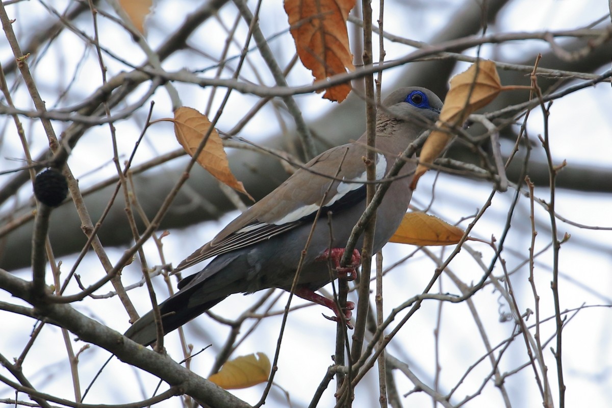 West Peruvian Dove - ML627835999