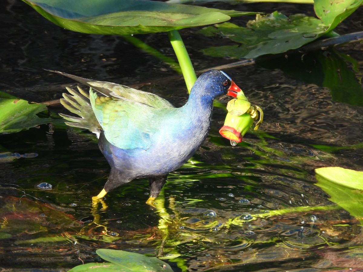 Purple Gallinule - ML627836000