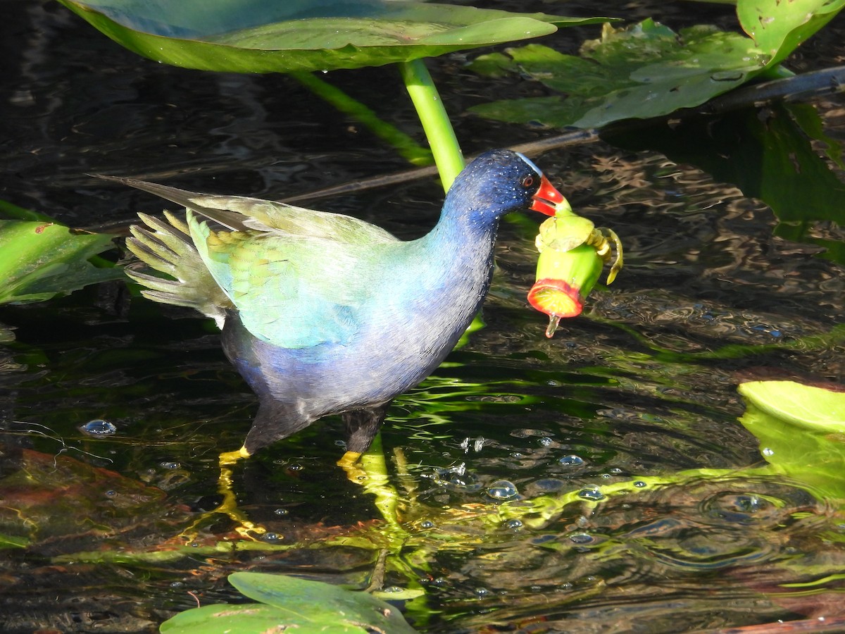 Purple Gallinule - ML627836001