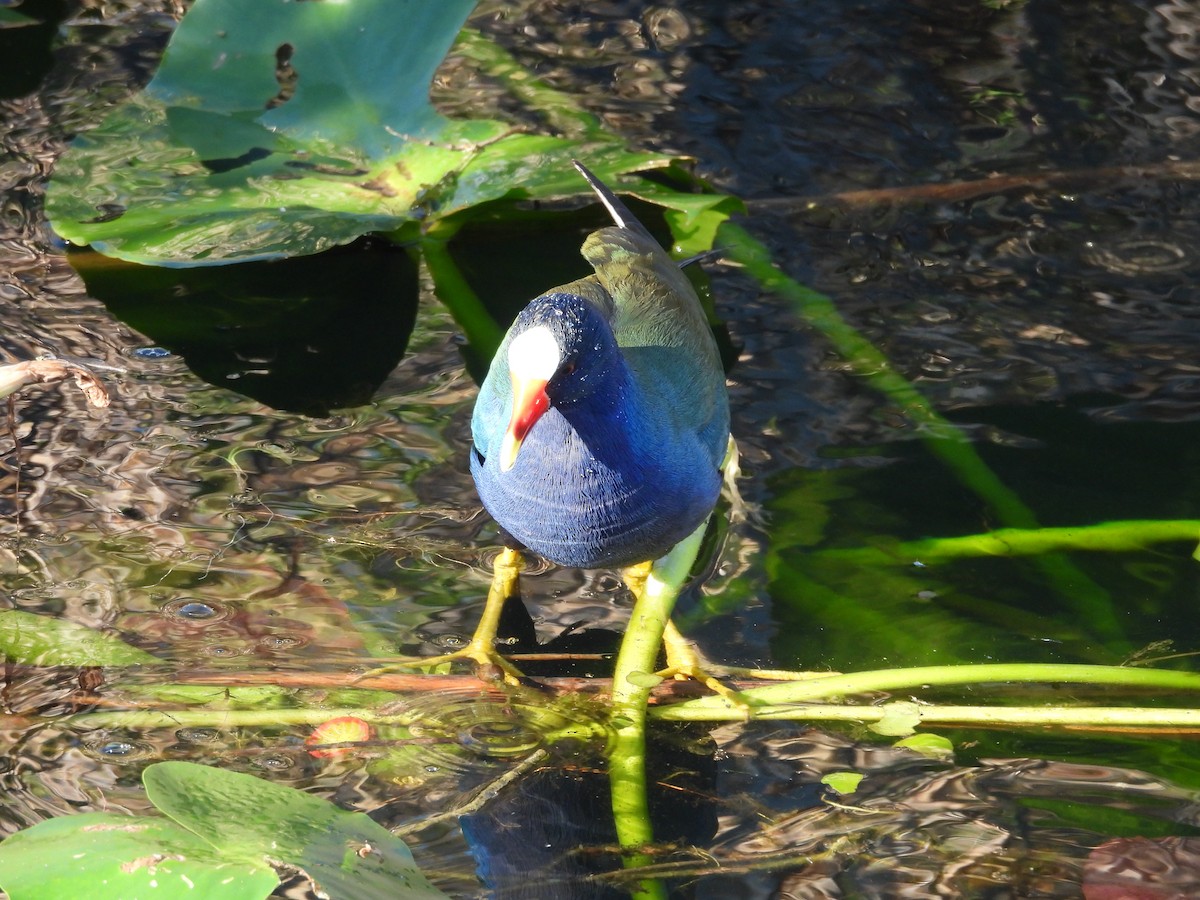 Purple Gallinule - ML627836003