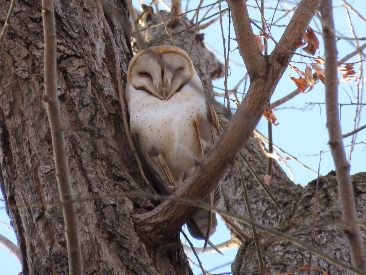 American Barn Owl (American) - ML627836004