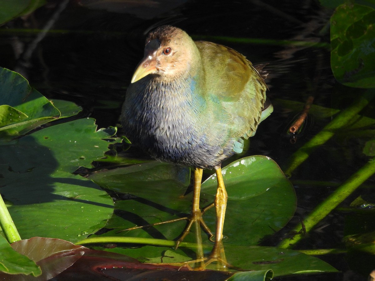 Purple Gallinule - ML627836005