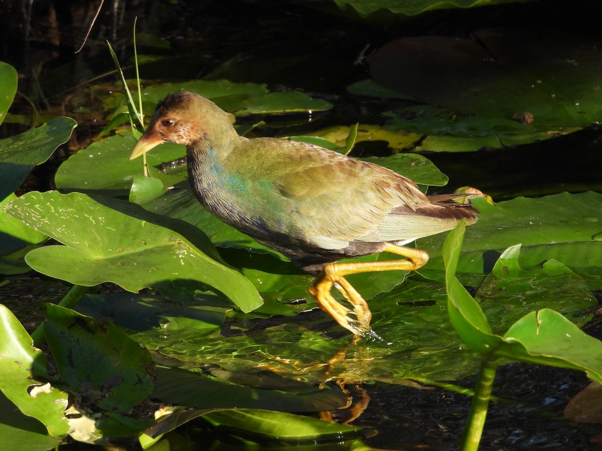 Purple Gallinule - ML627836006