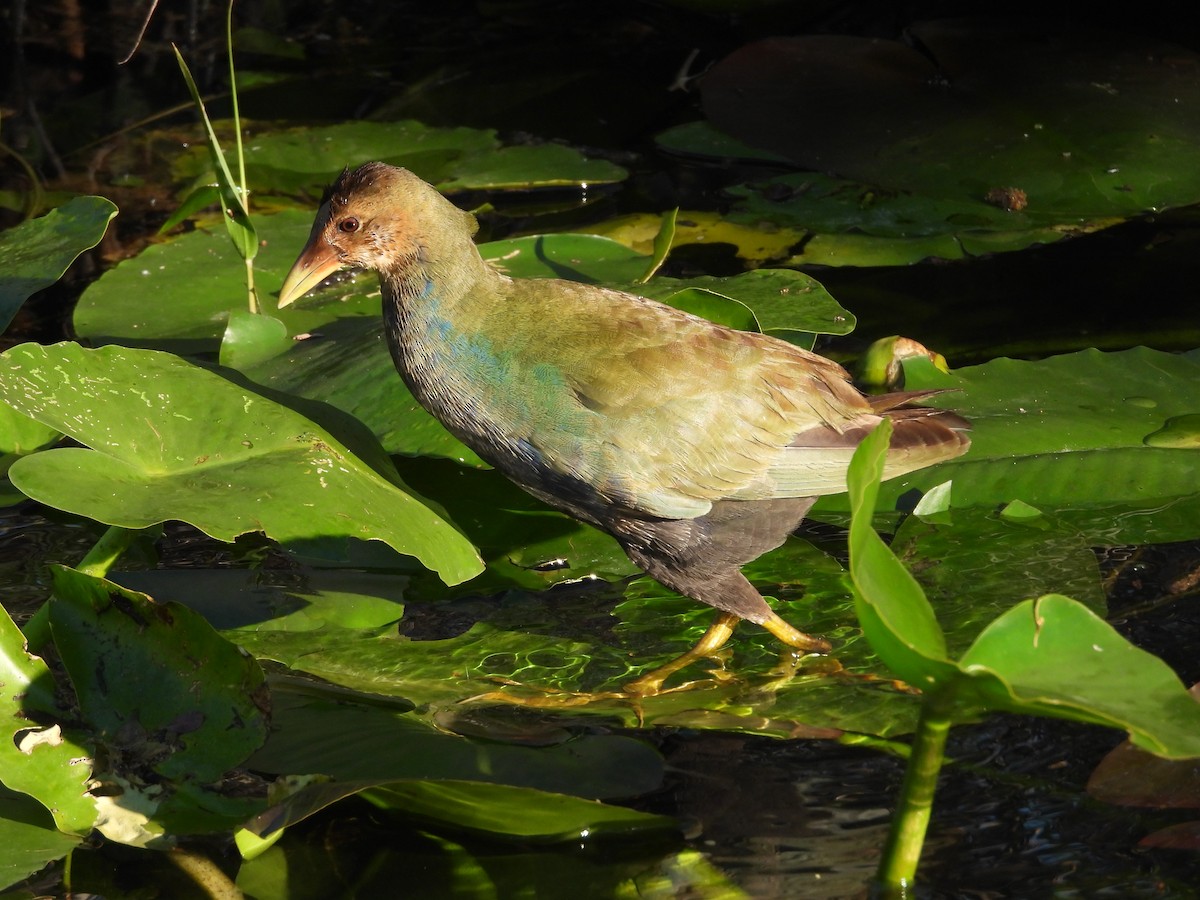 Purple Gallinule - ML627836007