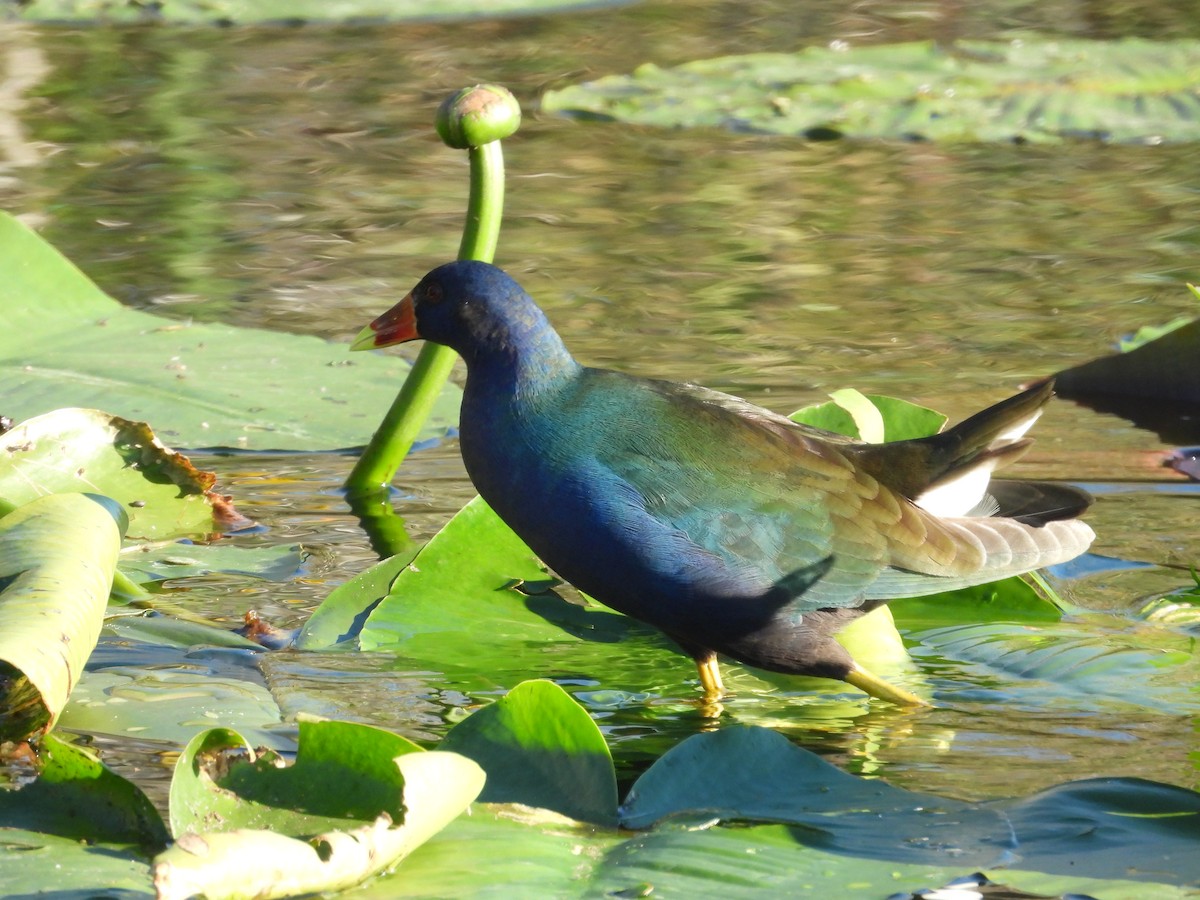 Purple Gallinule - ML627836010