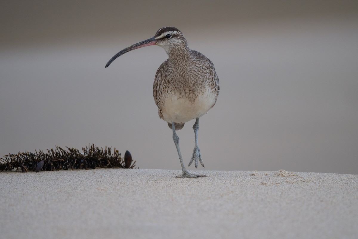 Whimbrel (Hudsonian) - ML627836017